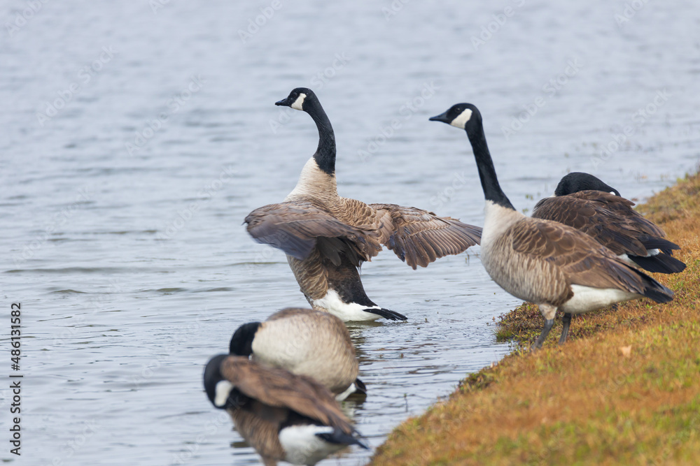 One Canada goose with spread wings standing among other Canada geese on the lake shore One Canada goose with spread wings standing among other Canada geese on the lake shore