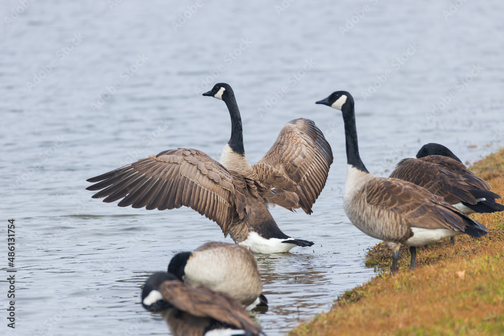 One Canada goose with spread wings standing among other Canada geese on the lake shore One Canada goose with spread wings standing among other Canada geese on the lake shore