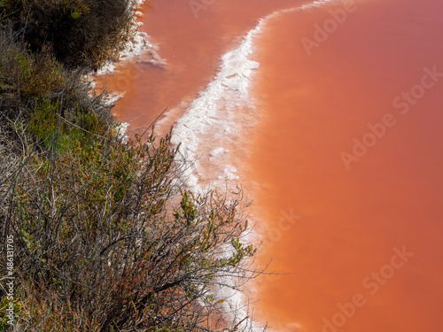 Plants by the orange salted water of Giraud salt pans, France photo