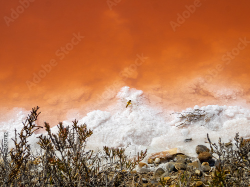 Plants by the orange salted water of Giraud salt pans, France photo