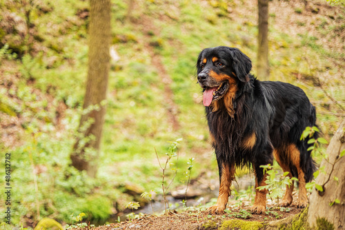 male dog hovawart gold and black waiting on the forest path for his owner