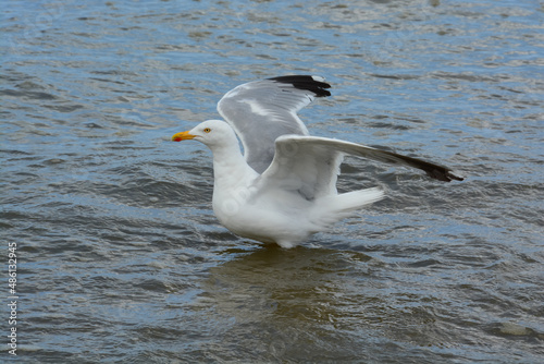 Goéland argenté