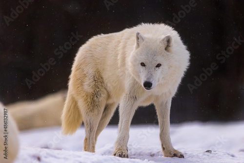 male Arctic wolf (Canis lupus arctos) he's got a wary face, snow is falling all around photo
