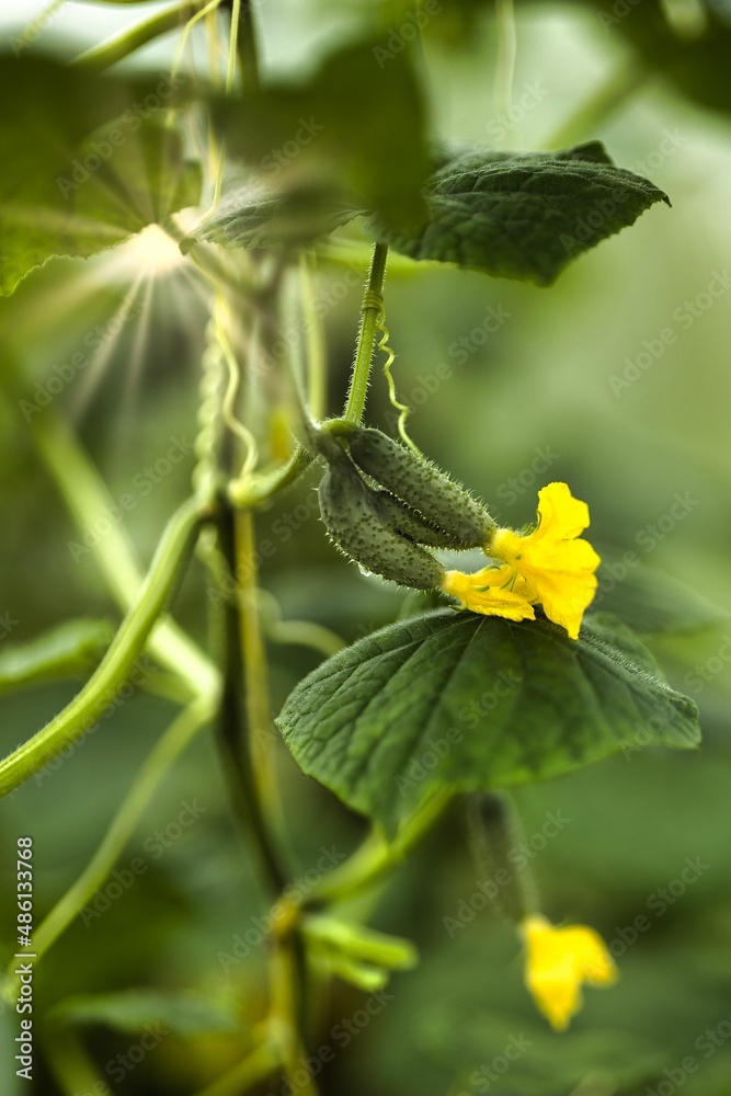 Cucumbers love the sun, water and warmth Cucumbers love the sun, water and warmth