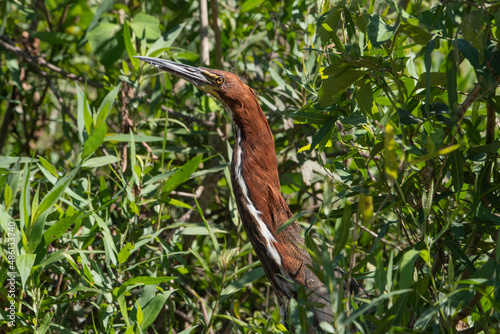 O socó-boi, Tigrisoma lineatum,  é uma ave aquática da família ardeidae bastante comum no Pantanal brasileiro.  photo
