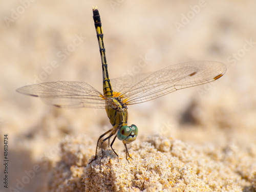 Yellow dragonfly in the sand of a Goan beach photo