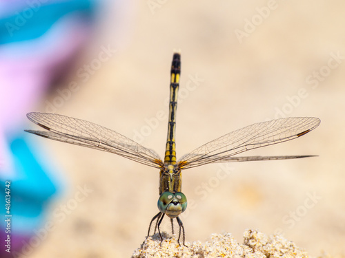 Yellow dragonfly in the sand of a Goan beach photo