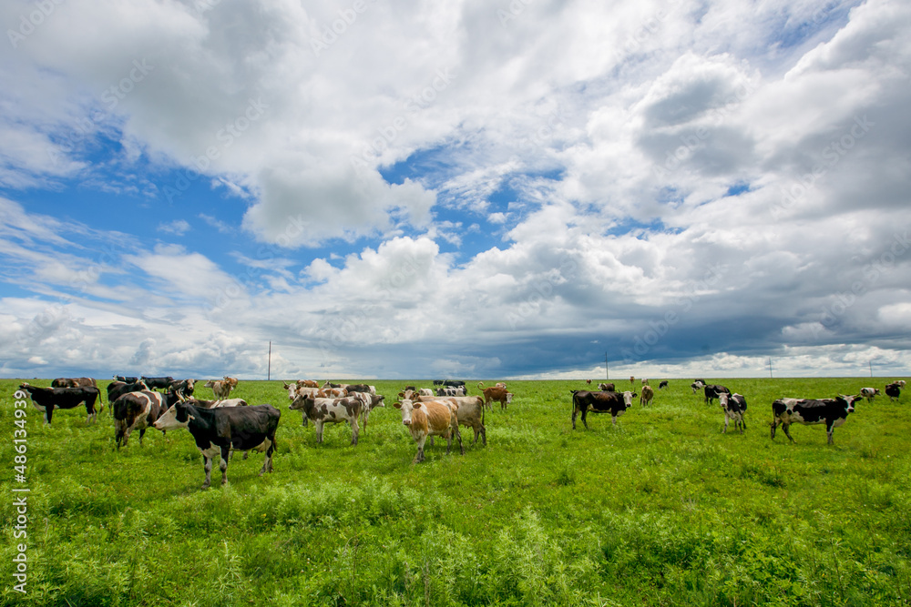 Cows graze in a green field. Farm animals. Domestic horned animals graze in herds in the heat. Cows graze in a green field. Farm animals. Domestic horned animals graze in herds in the heat.