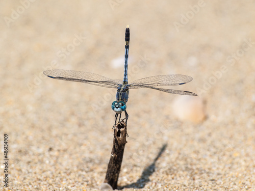 Blue dragonfly in the sand of a Goan beach photo
