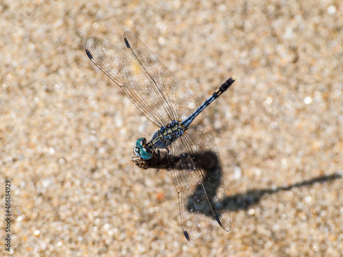 Blue dragonfly in the sand of a Goan beach photo