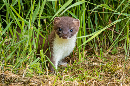 Young Stoat in grass © Paul Abrahams