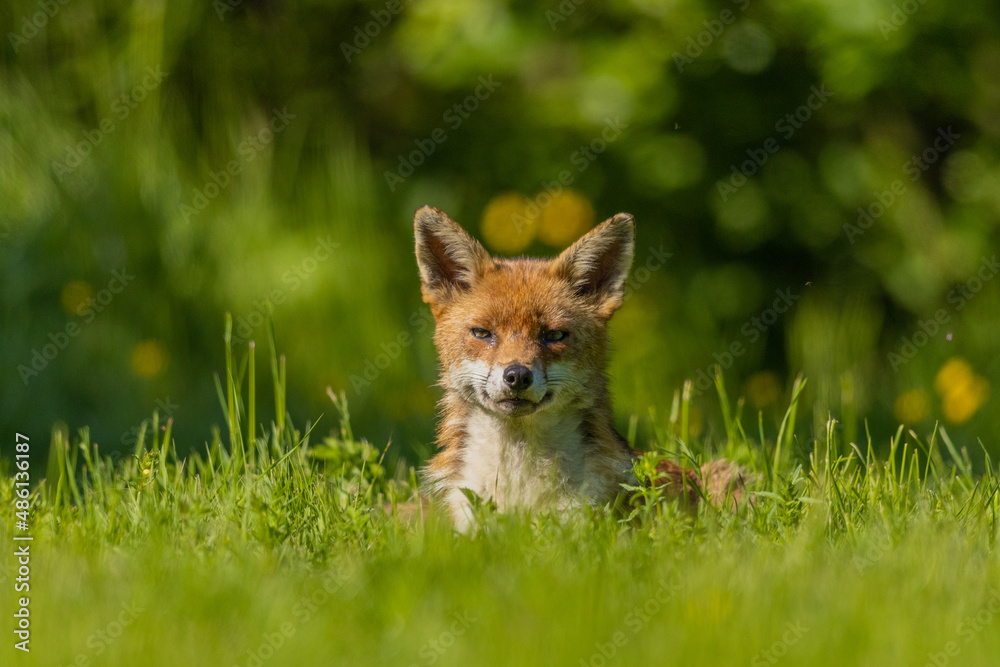 Fox in the sun