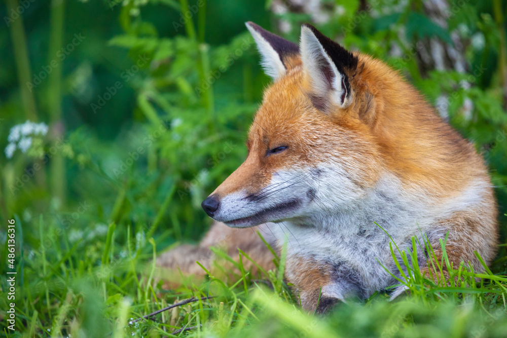 Fototapeta premium Sleeping fox in the British countryside