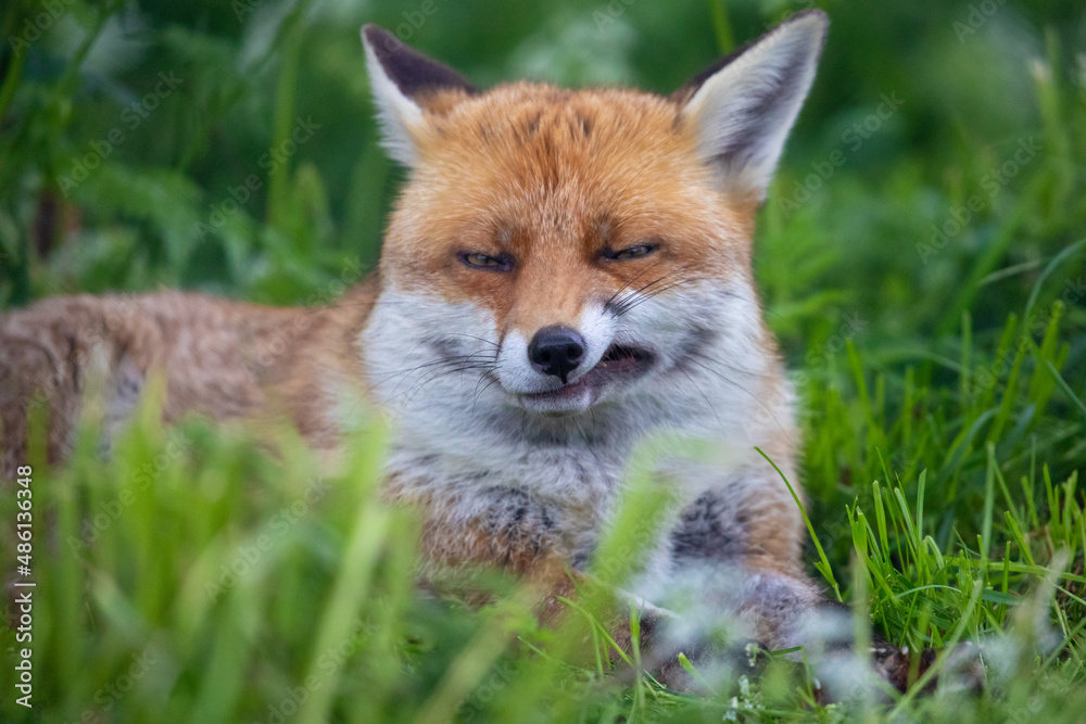 Grumpy fox in the English countryside
