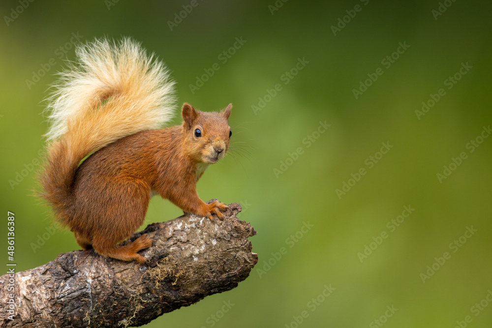 Red squirrel on a log looking, Scotland - obrazy, fototapety, plakaty 