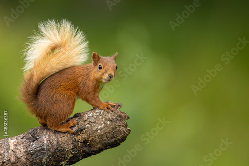 Red squirrel on a log looking, Scotland photo
