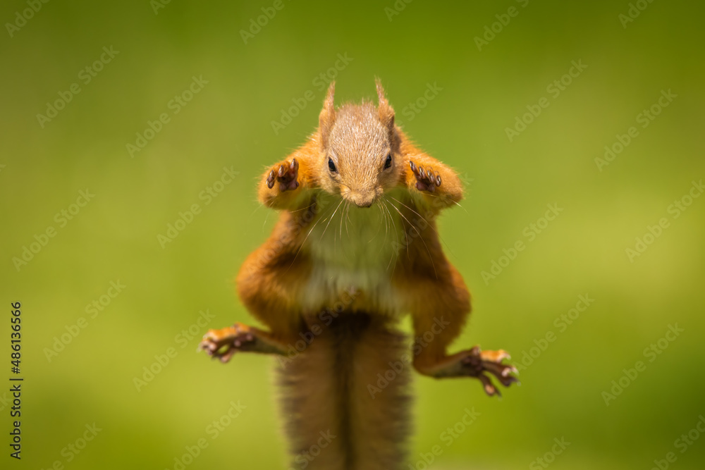 Red squirrel jumping, leaping, Scotland