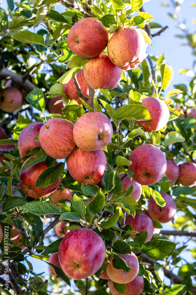 Obraz premium Branch full of fresh natural organic ripe Red Heirloom Delicious organic apples on branches in an apple tree, healthy vegetarian snack, diet friendly, sweet fruit with nutrition and vitamins
