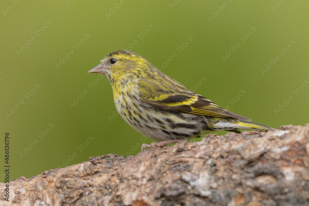 Female siskin sitting on a branch, Scotland