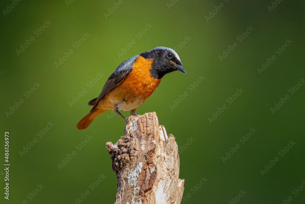 Common Redstart bird on a branch, English countryside and woodland Common Redstart bird on a branch, English countryside and woodland