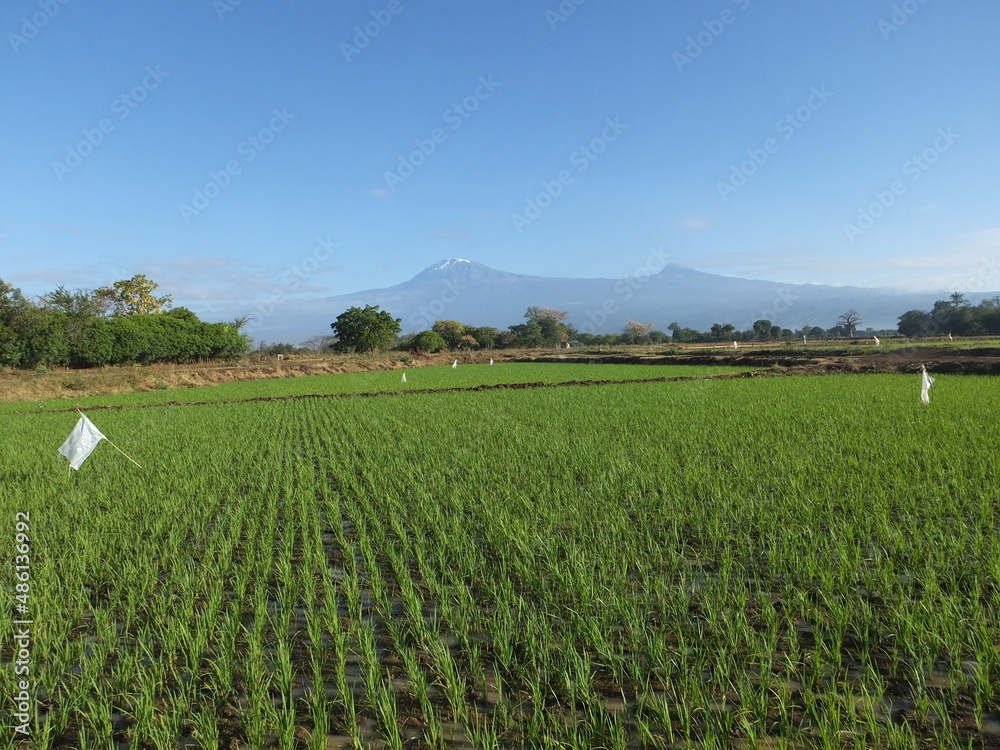Rice field in the foothills of a mountain