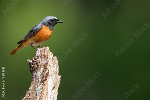 Common Redstart bird on a branch, English countryside and woodland