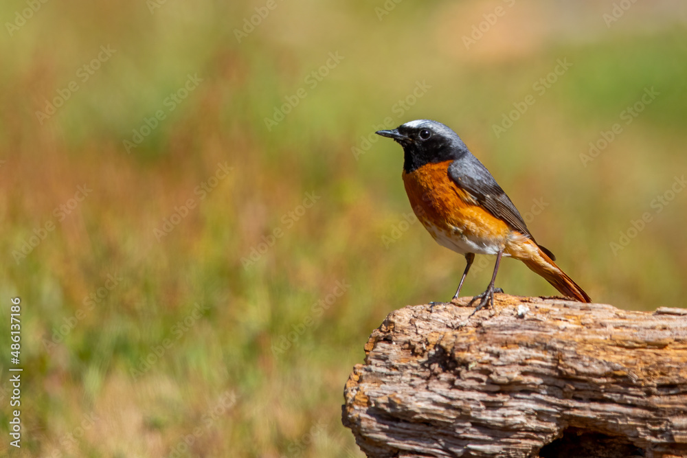 Common Redstart bird on a branch, English countryside and woodland Common Redstart bird on a branch, English countryside and woodland