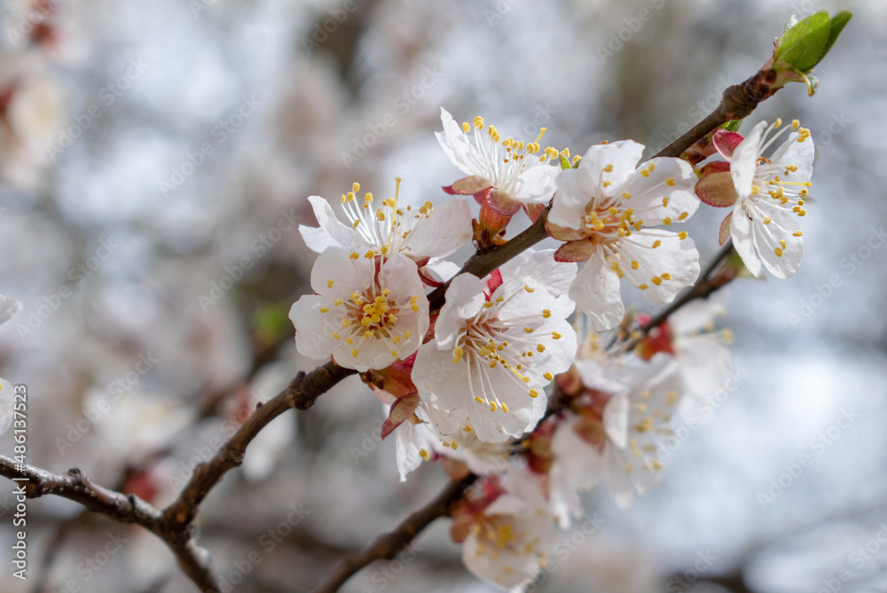 cherry blossom, apricot blossom, cherry blossom, beautiful blossom, fragrant flowers, smell of spring, spring