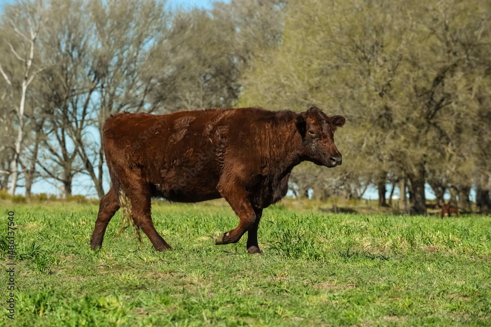 Cows fed with natural grass in pampas countryside, Patagonia, Argentina. Cows fed with natural grass in pampas countryside, Patagonia, Argentina.