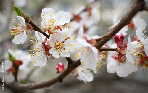 cherry blossom, apricot blossom, cherry blossom, beautiful blossom, fragrant flowers, smell of spring,