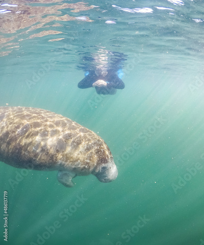 swimming with a manatee in Florida USA 