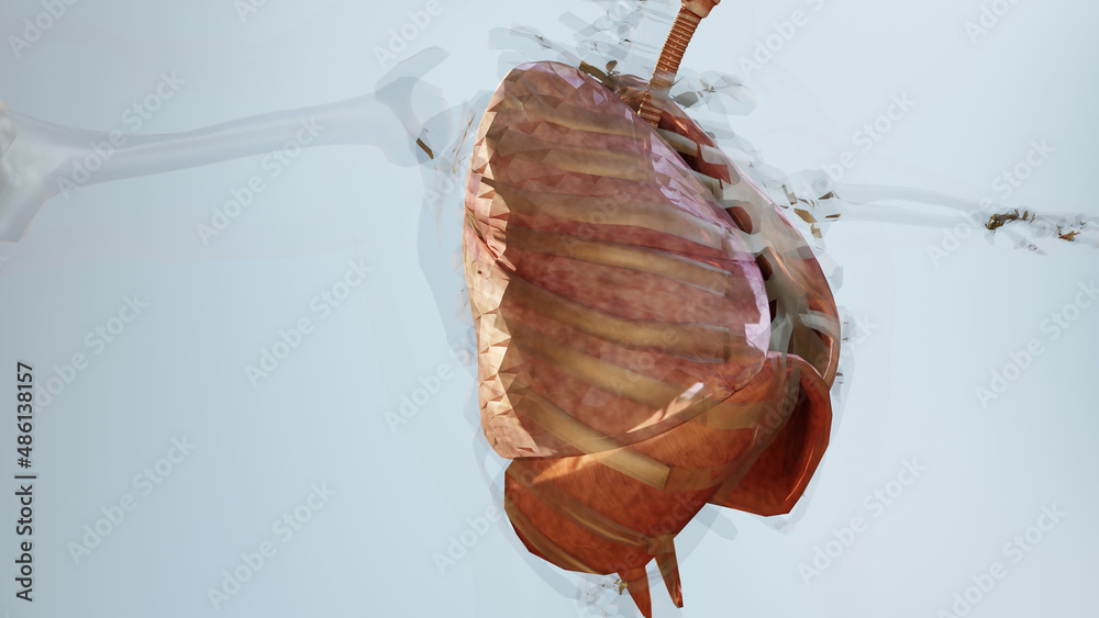 3d Illustration of Human Respiratory System Lungs Anatomy Concept ...