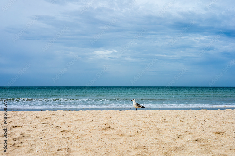 Seagull on the beach, Cadiz, Spain.