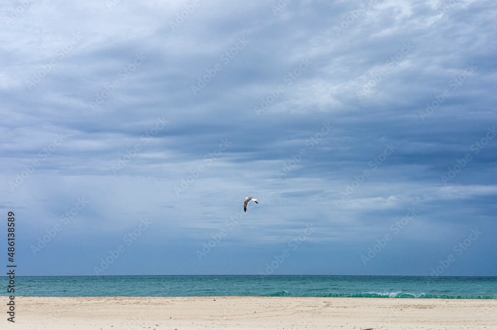 Lonely seagull flying on the beach, Cadiz, Spain.