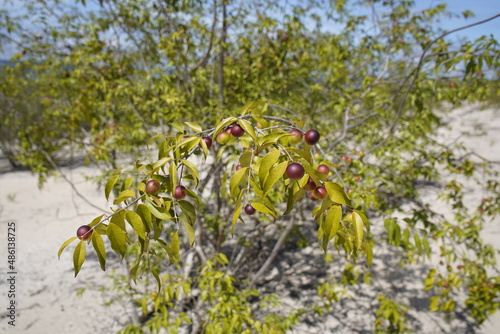 Camu camu fruit (Myrciaria dubia) Myrtaceae family.  Amazon,  Brazil photo