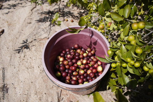 Camu camu fruit (Myrciaria dubia) Myrtaceae family.  Amazon,  Brazil photo