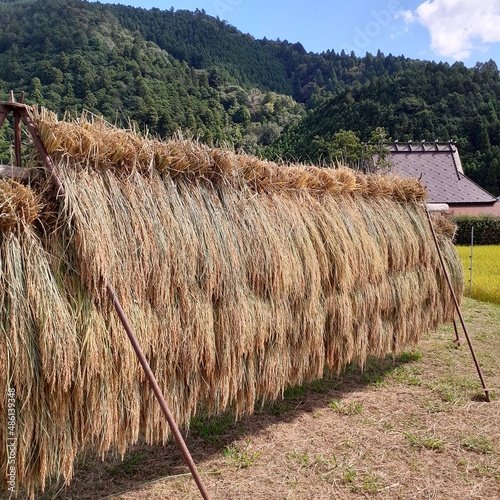 sundry rice in Japan