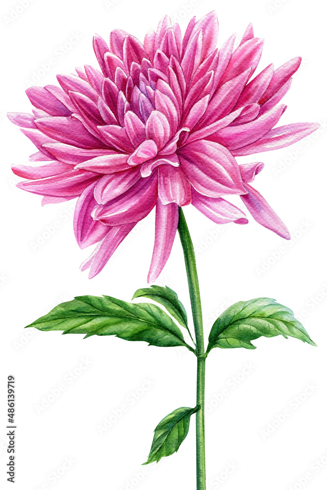 dahlia flower and leaf, watercolor botanical painting