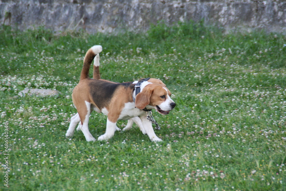 Two beagles walking on green grass with small flowers around