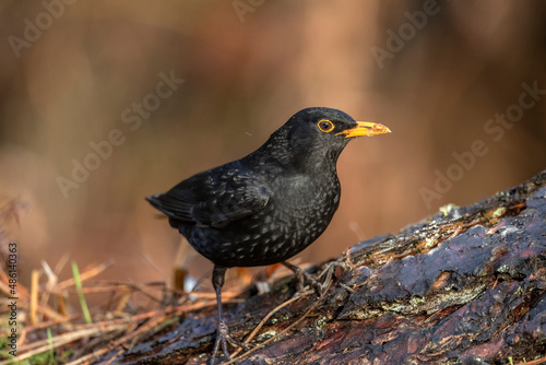 Blackbird male perched on a tree trunk with a blurred background in a forest close up in the winter © Digital Nature 