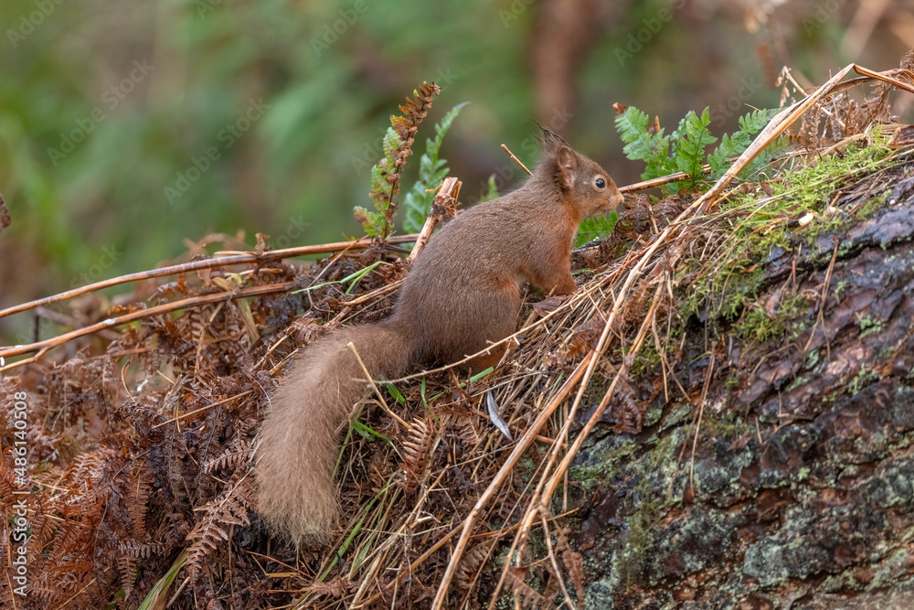 Side view of a red squirrel on a tree trunk, resting on a branch close up with a blurred background in a forest in winter in Scotland uk