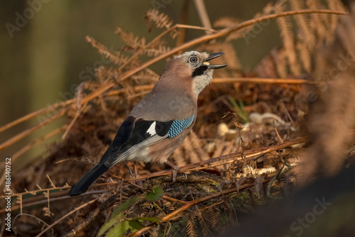 Canvas-taulu Jay perched on a branch, eating a nut, with a blurred background in a forest clo