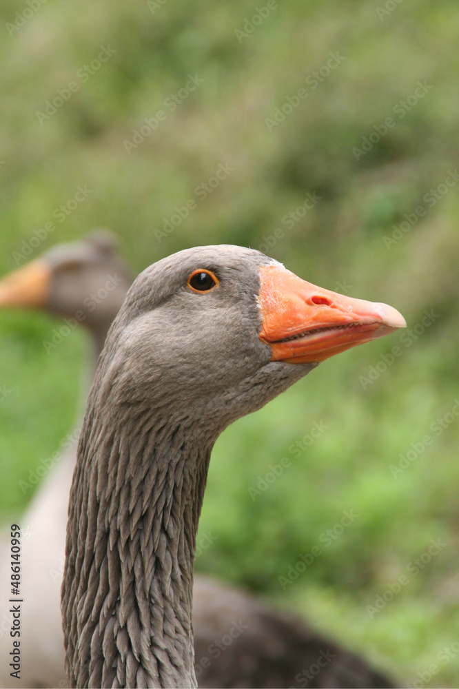 Goose profile, orange beack, gray feathers and green background Goose profile, orange beack, gray feathers and green background