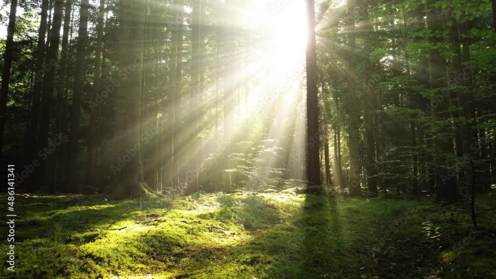 Beautiful sun rays and beams shining through trees in green woods.