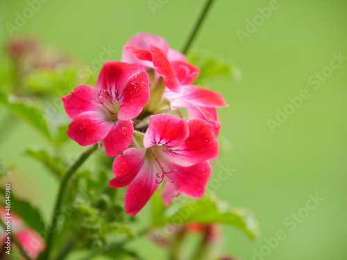 Blume