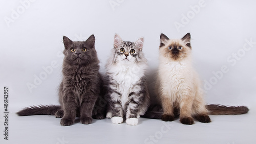 Three  small Siberian kittens on grey background