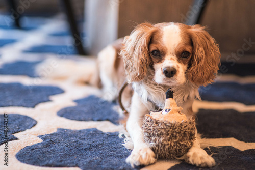 Adorable shitzu puppy playing with toy
