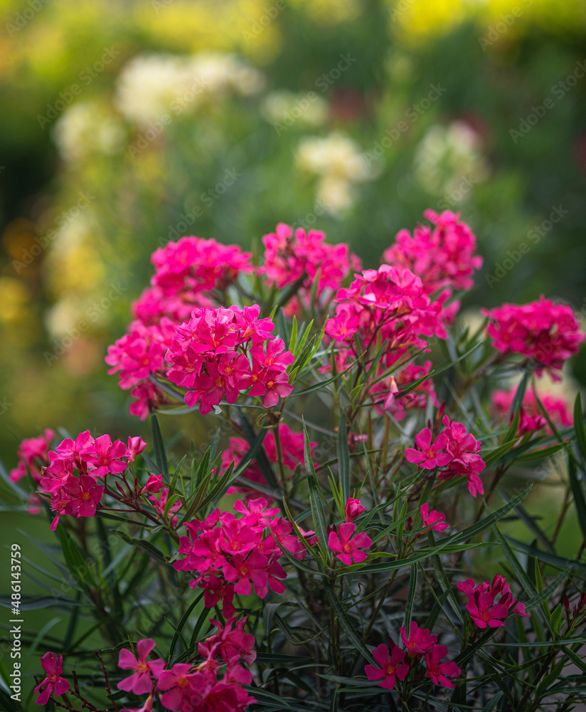 Obraz premium Pink oleander in the garden