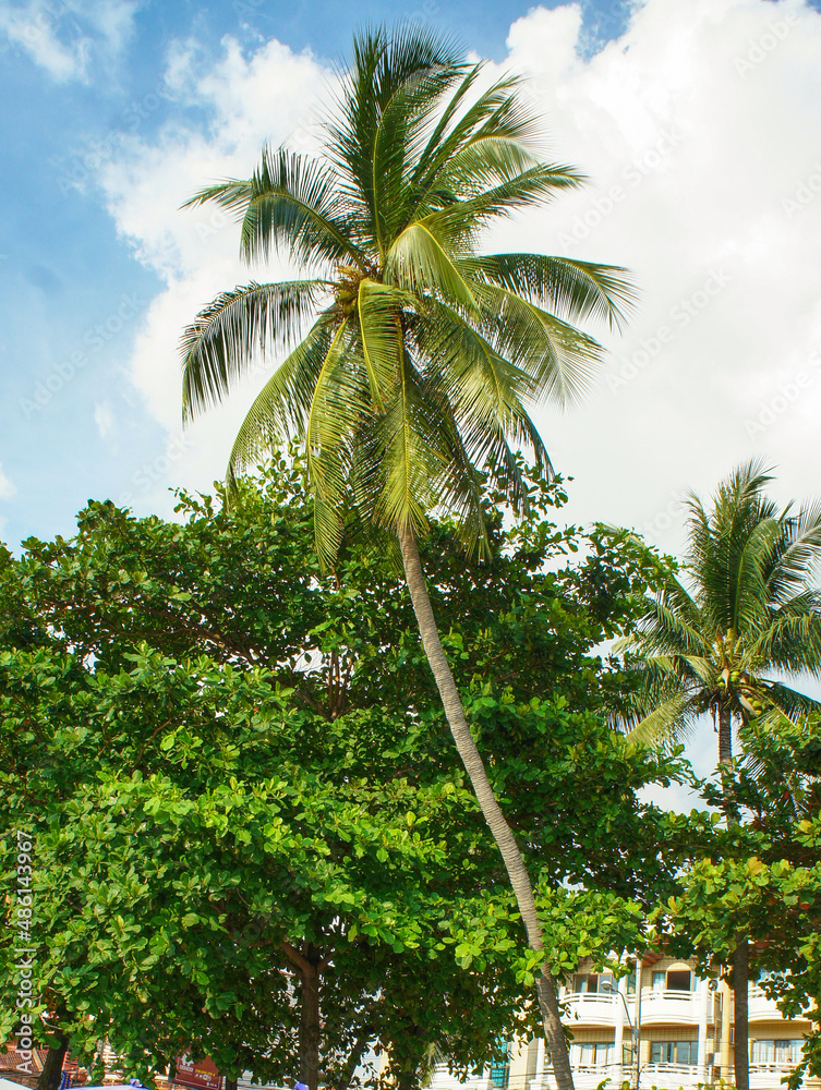 Naklejka premium Tall palm tree on a Thai island