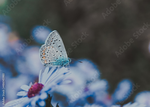insect motley butterfly sits on flowers wallpaper